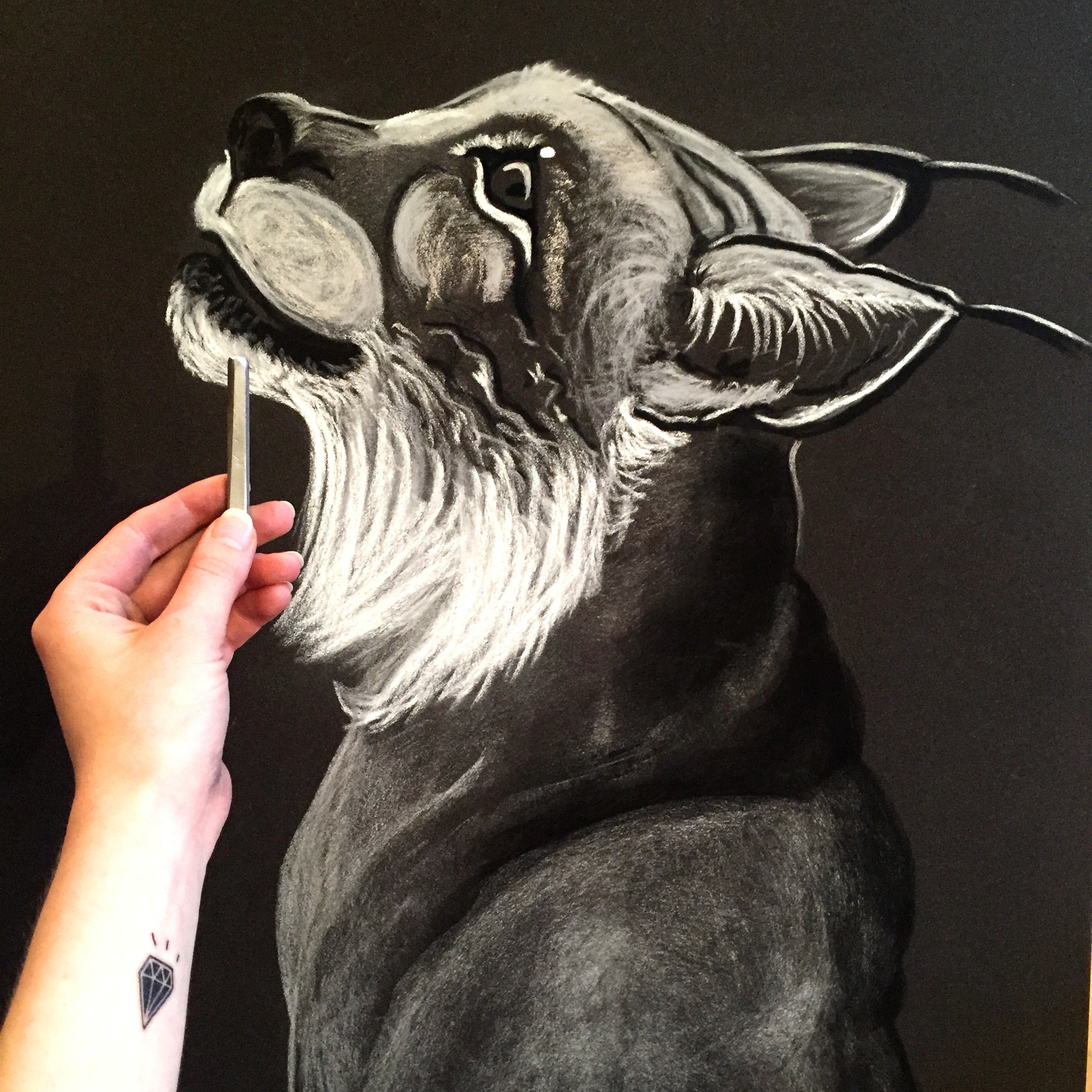 Lynx in the making. Pastel on sandpaper. Kaisa Kangro 2016